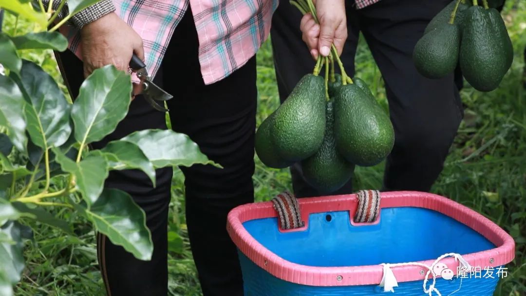 致富种植果牛油果好吗_致富经牛油果种植_种牛油果赚钱吗