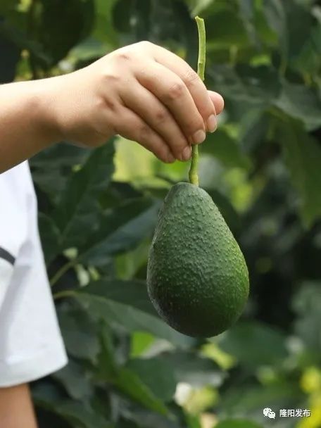 致富种植果牛油果好吗_种牛油果赚钱吗_致富经牛油果种植