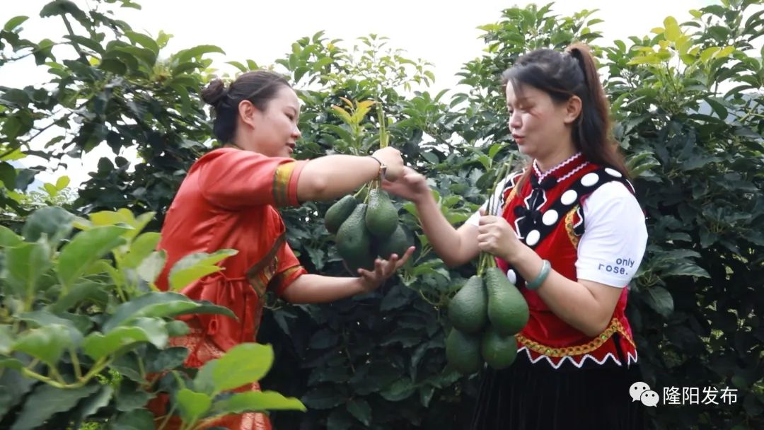 种牛油果赚钱吗_致富经牛油果种植_致富种植果牛油果好吗