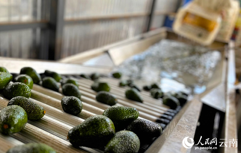 致富经牛油果种植_牛油果油种植技术_种牛油果赚钱吗