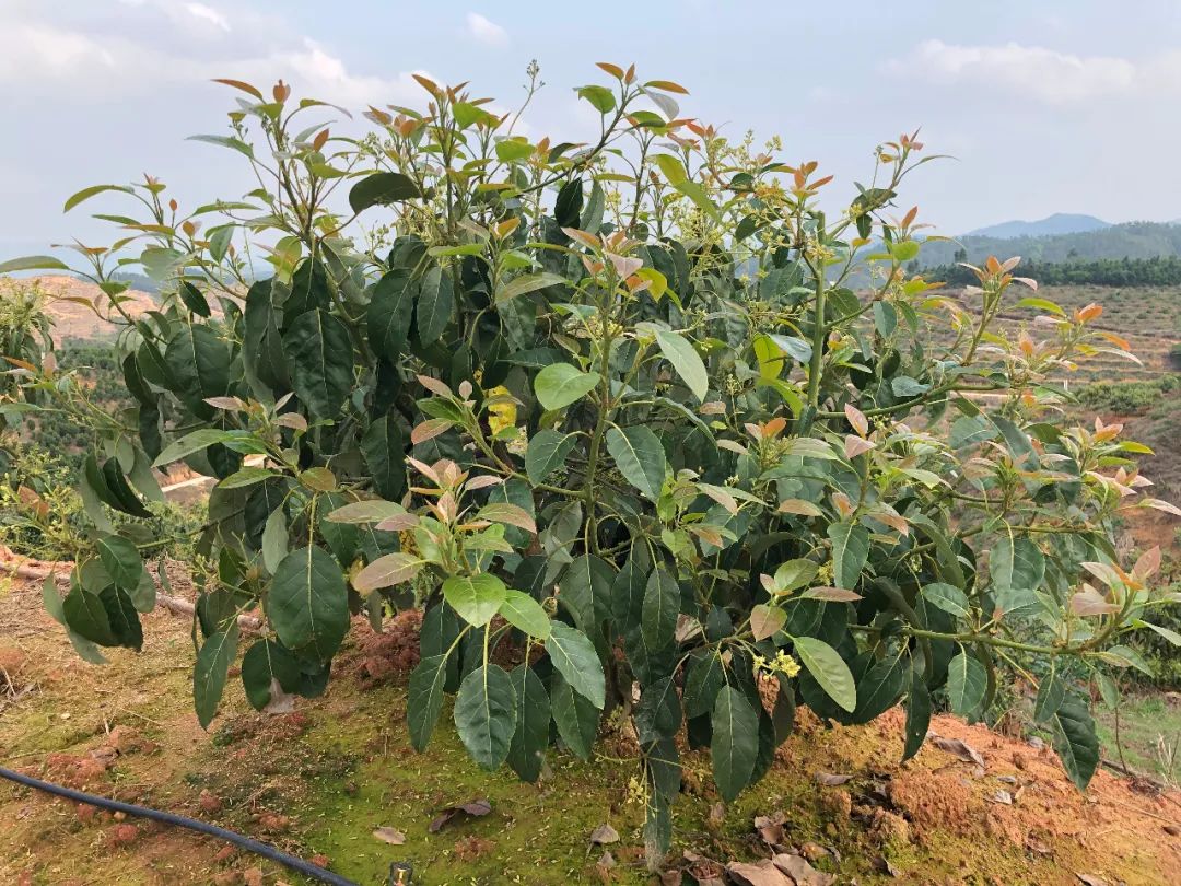 致富种植果牛油果图片_致富种植果牛油果好吗_致富经牛油果种植