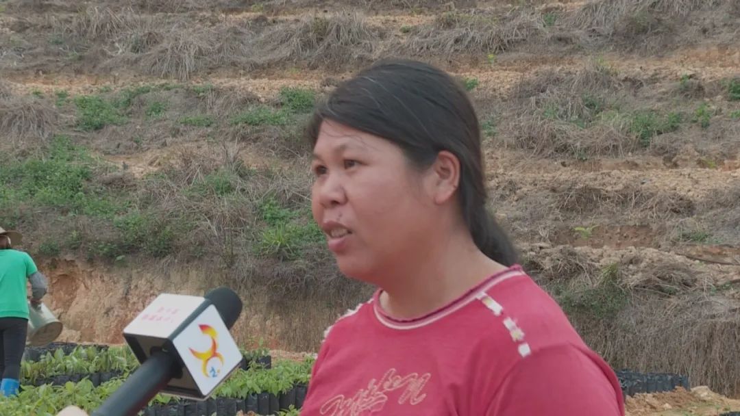 致富种植果牛油果好吗_致富种植果牛油果图片_致富经牛油果种植