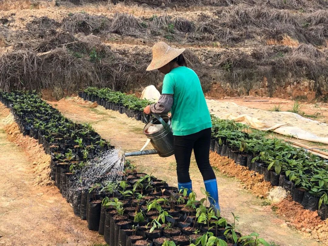 致富种植果牛油果图片_致富经牛油果种植_致富种植果牛油果好吗