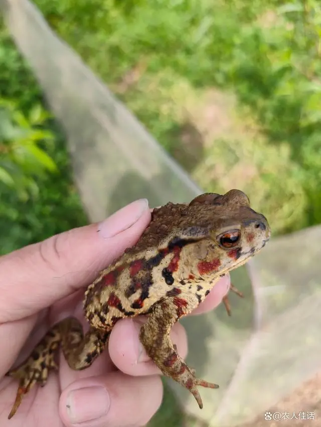 蟾蜍专用饲料