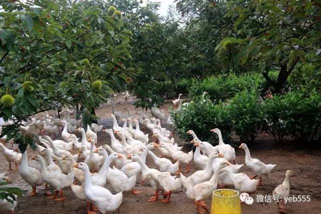 新闻蛋白致富菊种植报道视频_新闻蛋白致富菊种植报道稿_种植蛋白菊致富的新闻报道