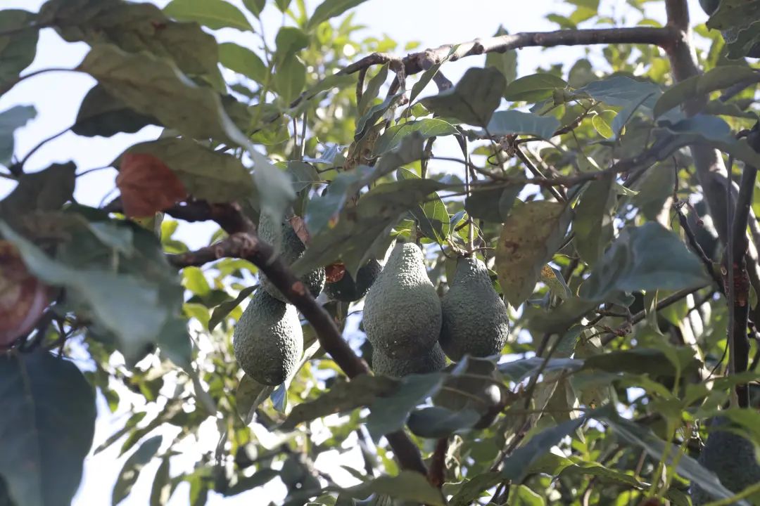 致富种植果牛油果好吗_致富种植果牛油果图片_致富经牛油果种植