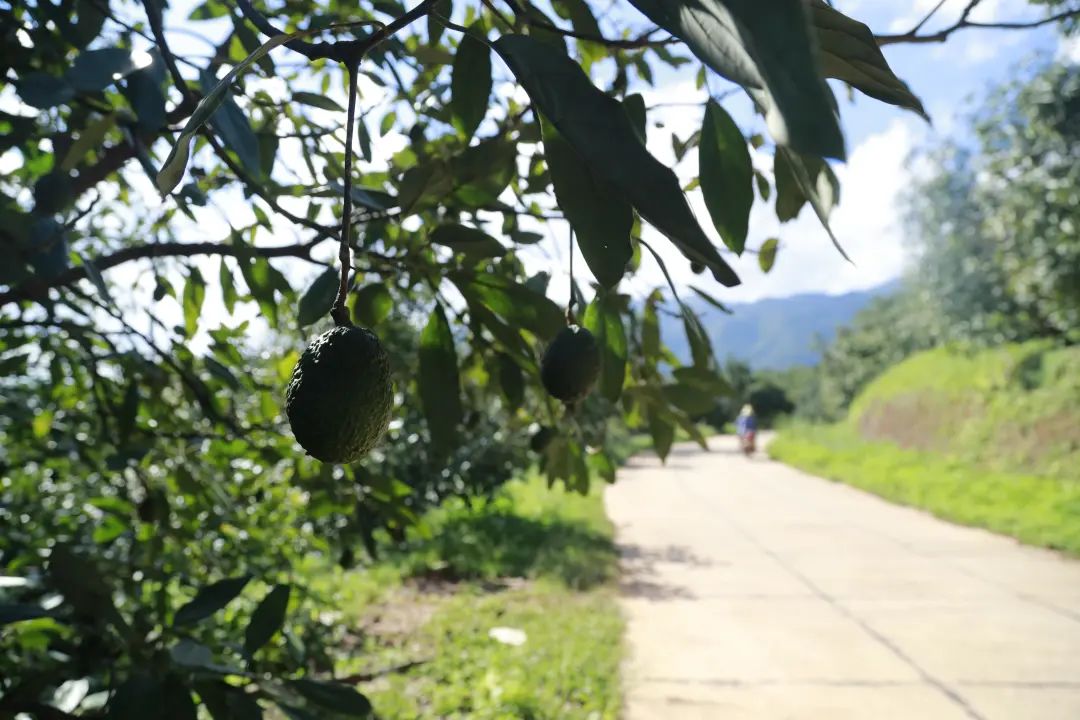 致富经牛油果种植_致富种植果牛油果好吗_致富种植果牛油果图片