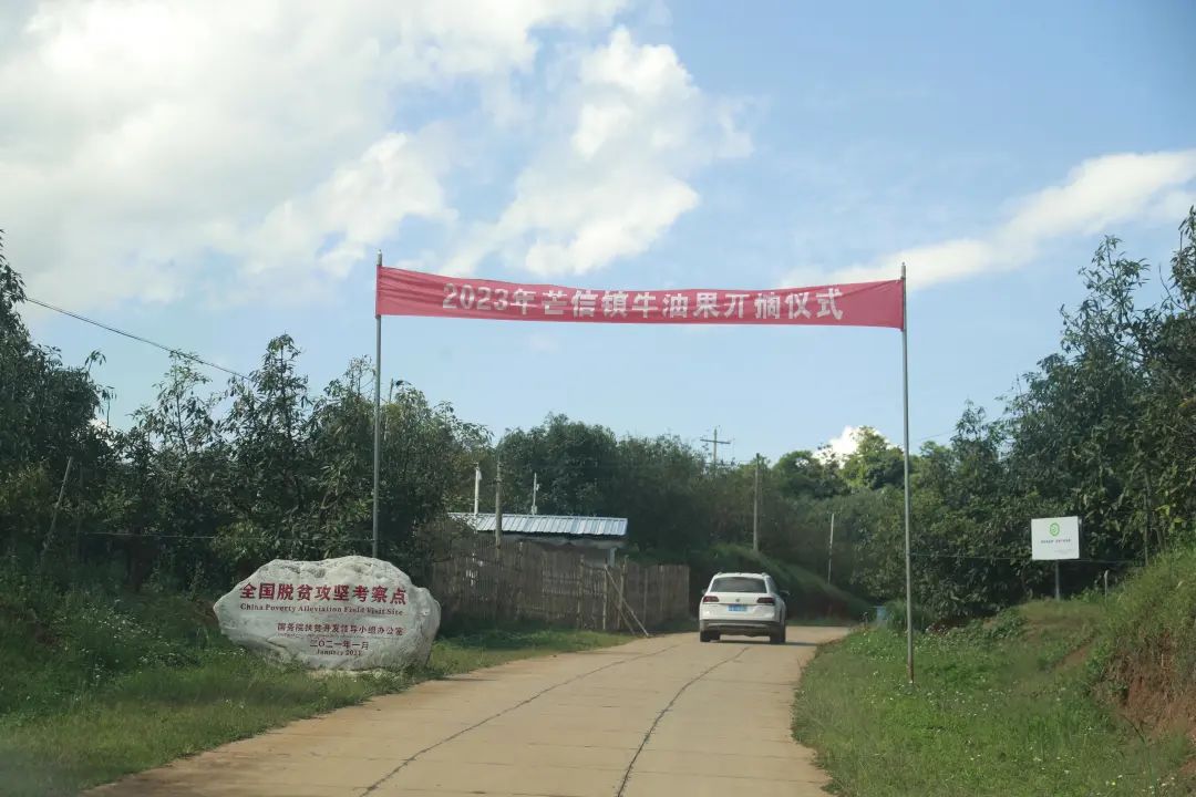 致富种植果牛油果图片_致富经牛油果种植_致富种植果牛油果好吗