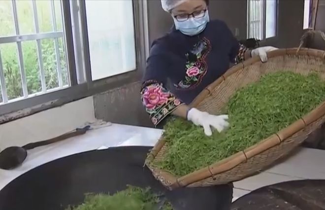 藤茶种植致富_致富种植藤茶图片_致富种植藤茶视频