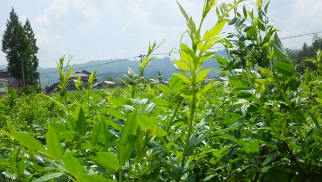 藤茶种植致富_致富种植藤茶图片_致富种植藤茶视频