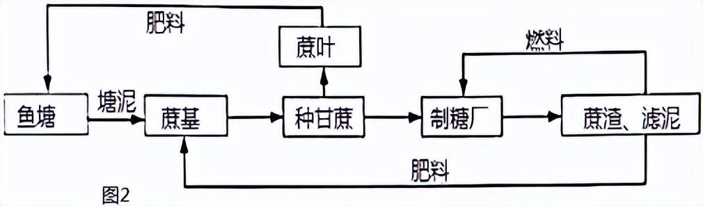 烟台致富甘蔗种植面积_山东烟台可以种植甘蔗吗_烟台种植甘蔗致富