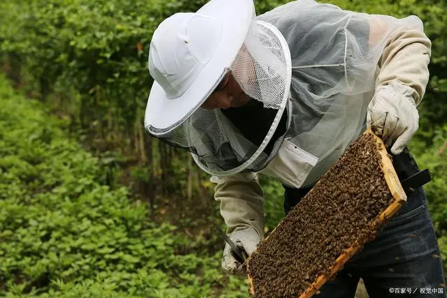 致富经养殖蜜蜂引种_蜜蜂致富养殖引种方案_蜜蜂致富养殖引种视频