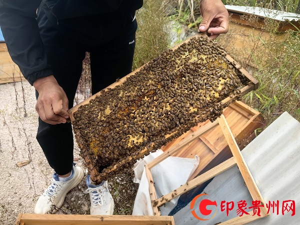 蜜蜂致富养殖引种方法_致富经养殖蜜蜂引种_蜜蜂致富养殖引种视频