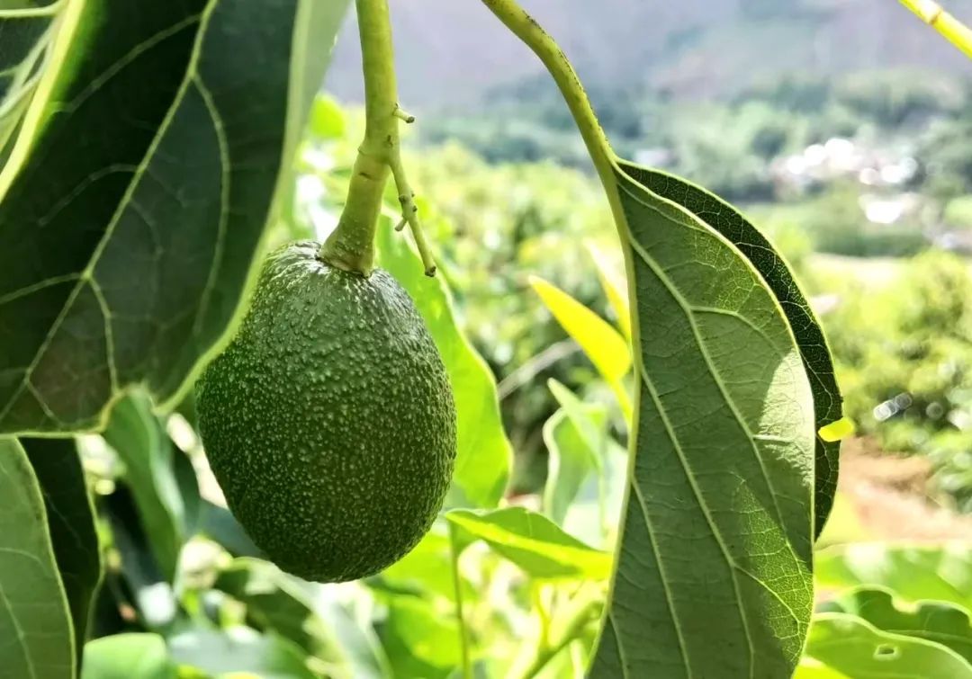 致富经牛油果种植_牛油果油种植技术_致富种植果牛油果图片