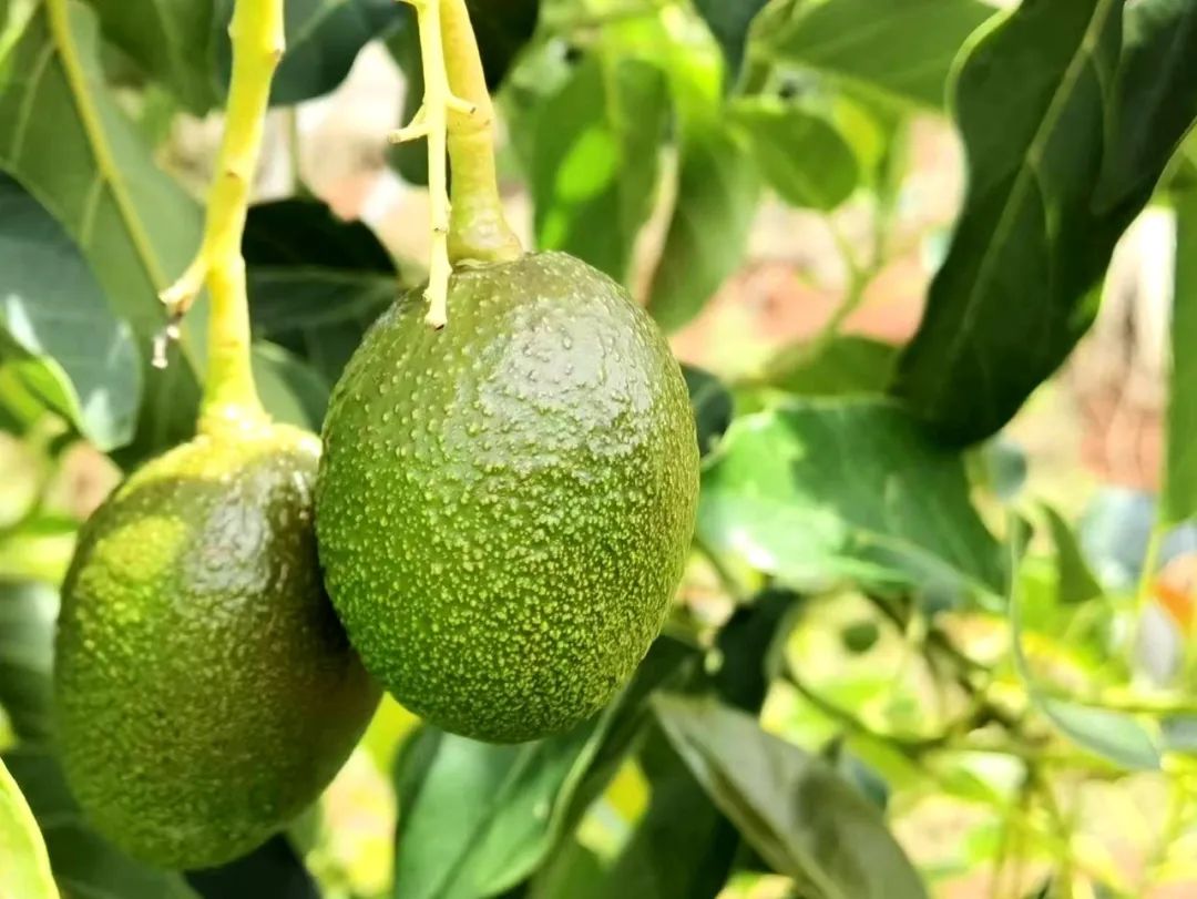 致富种植果牛油果图片_牛油果油种植技术_致富经牛油果种植