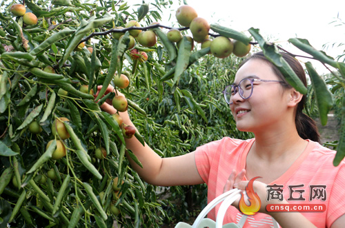 郭学明：栽下冬枣树 走出致富路