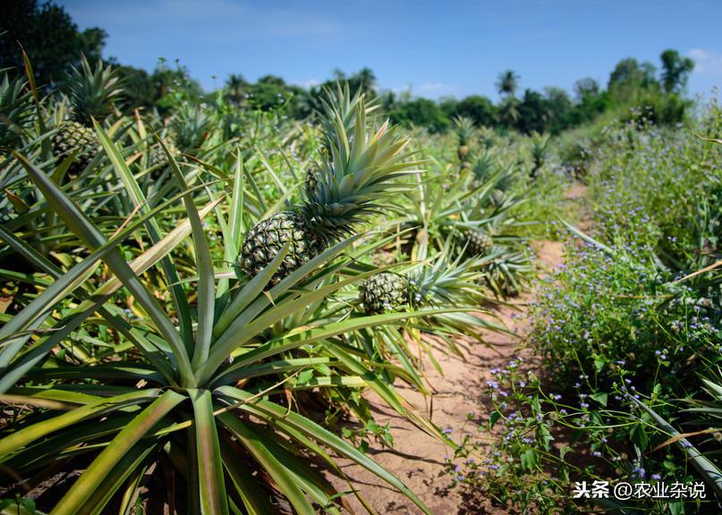 菠萝种植技术新闻报道_菠萝的种植技术视频_菠萝种植新技术