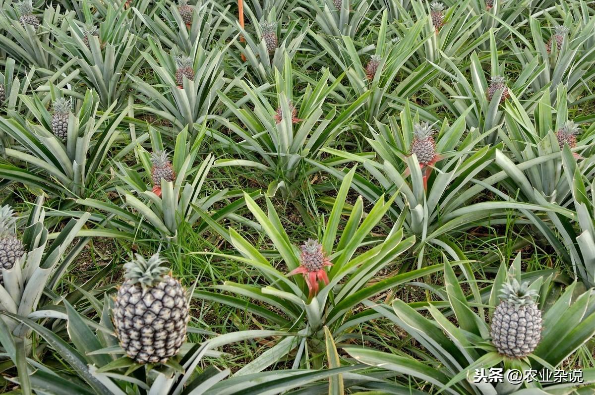 菠萝种植新技术_菠萝种植技术新闻报道_菠萝的种植技术视频