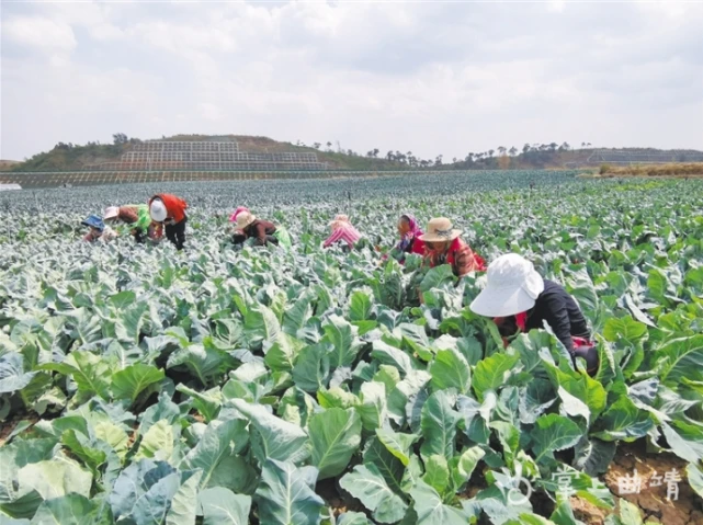 大户带小户 发展齐致富——沾益区扩大蔬菜产业规模拓宽群众增收渠道纪实