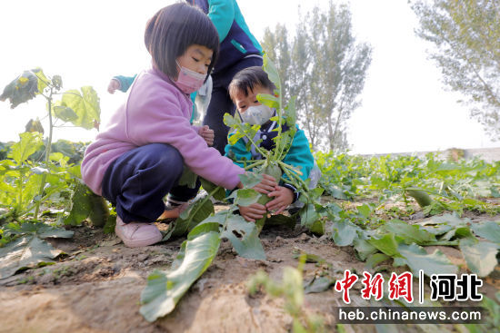 图为幼儿园小朋友们在老师的带领下采摘农作物。 陈童