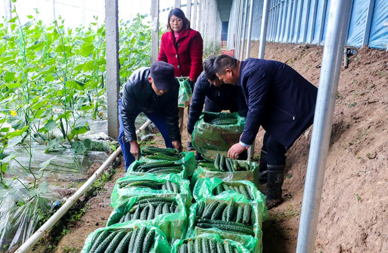 河南光山：冬季蔬菜“种”出致富路