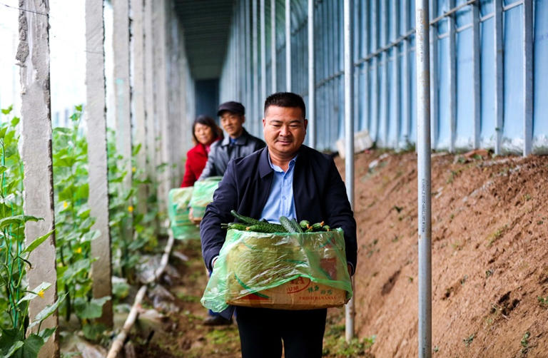 河南光山：冬季蔬菜“种”出致富路