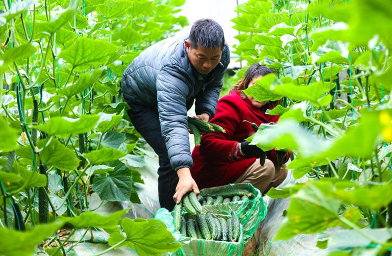 河南光山：冬季蔬菜“种”出致富路