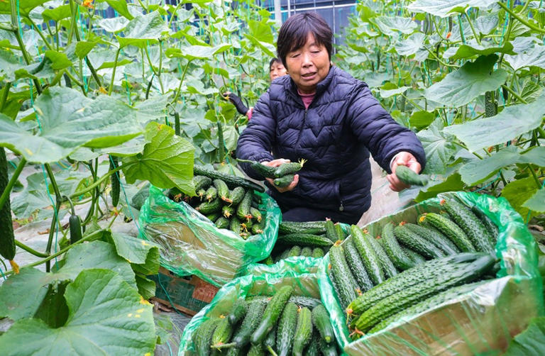 河南光山：冬季蔬菜“种”出致富路