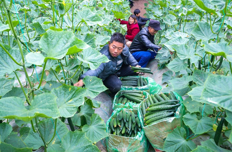 河南光山：冬季蔬菜“种”出致富路