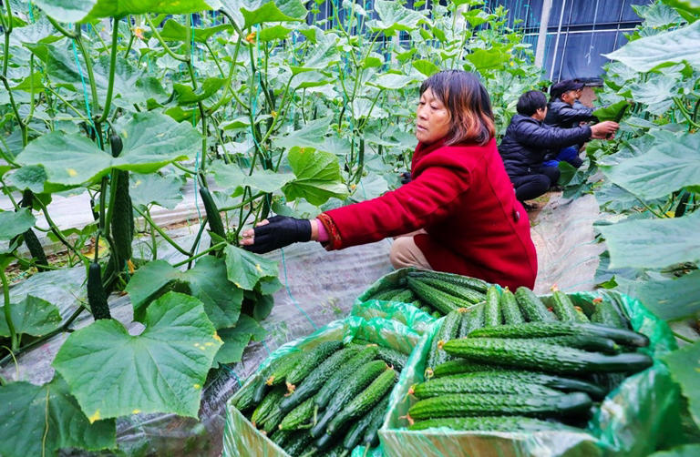 河南光山：冬季蔬菜“种”出致富路