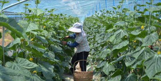 致富经种蔬菜_种植蔬莱致富_蔬菜种植致富