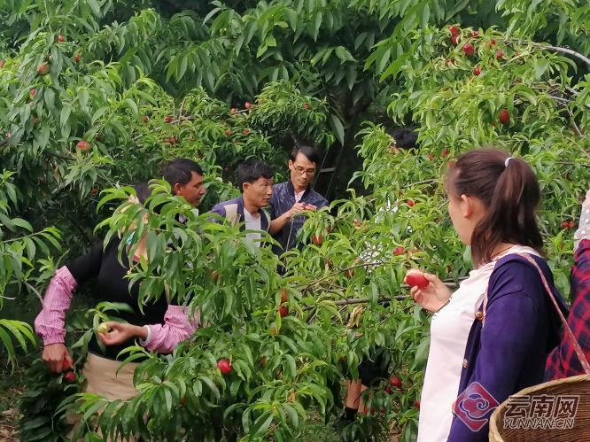 致富经 保山_保山新闻保山隆阳新闻_云南致富经