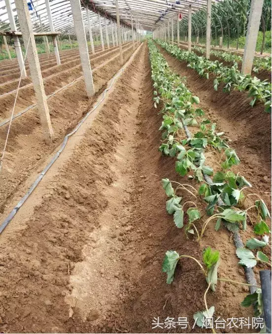 大棚种植草莓技术在哪里学_大棚草莓怎样种植技术_大棚种植草莓技术书