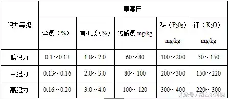 大棚种植草莓技术在哪里学_大棚草莓怎样种植技术_大棚种植草莓技术书