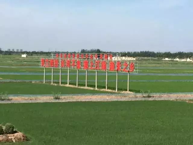 紫苏籽种植技术_种植紫苏子技术视频教程_紫苏子种植技术