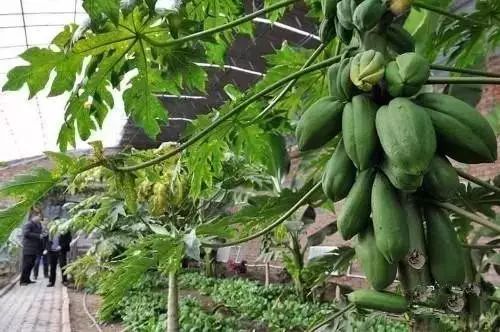 紫苏子种植技术_种植紫苏子技术视频教程_紫苏籽种植技术