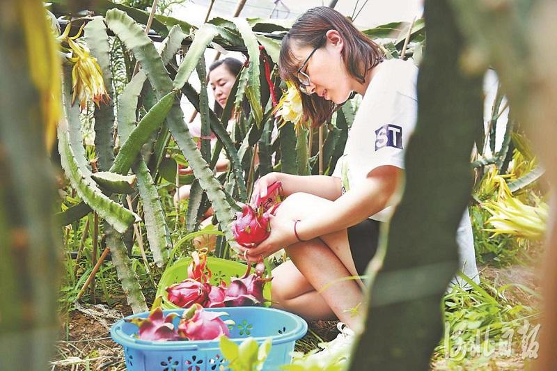 农村致富项目种植业_泊头农村种植致富_几个有前景的农村种植致富项目