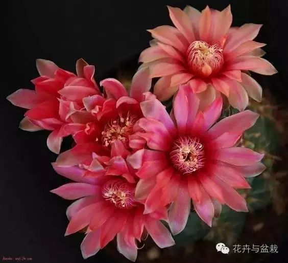 菲花玉怎么养才开花_菲花玉养殖技术_菲花玉怎么播种