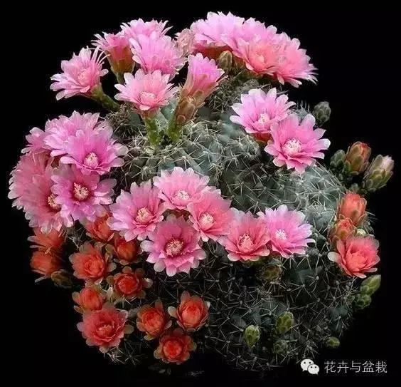 菲花玉养殖技术_菲花玉怎么播种_菲花玉怎么养才开花