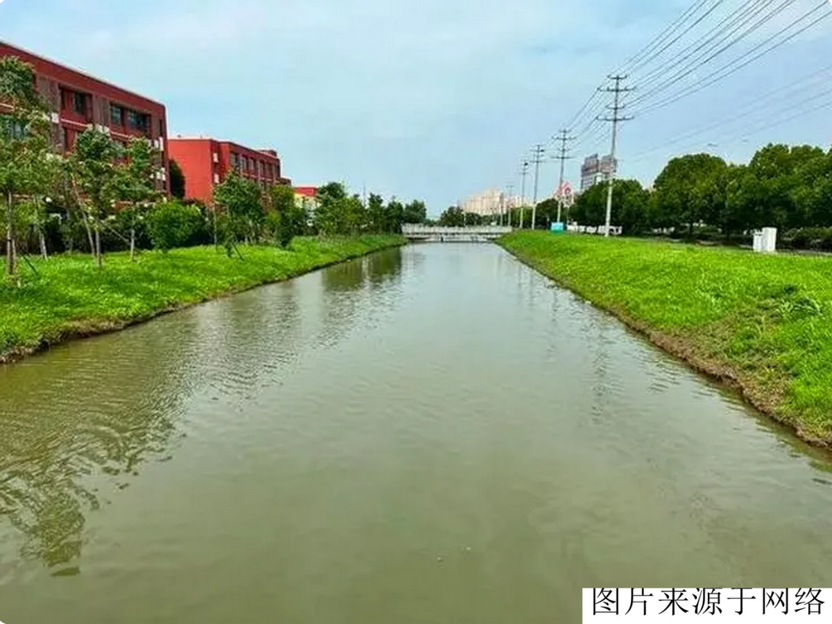 致富种植洋姜好吗_洋姜种植致富_致富种植洋姜怎么样