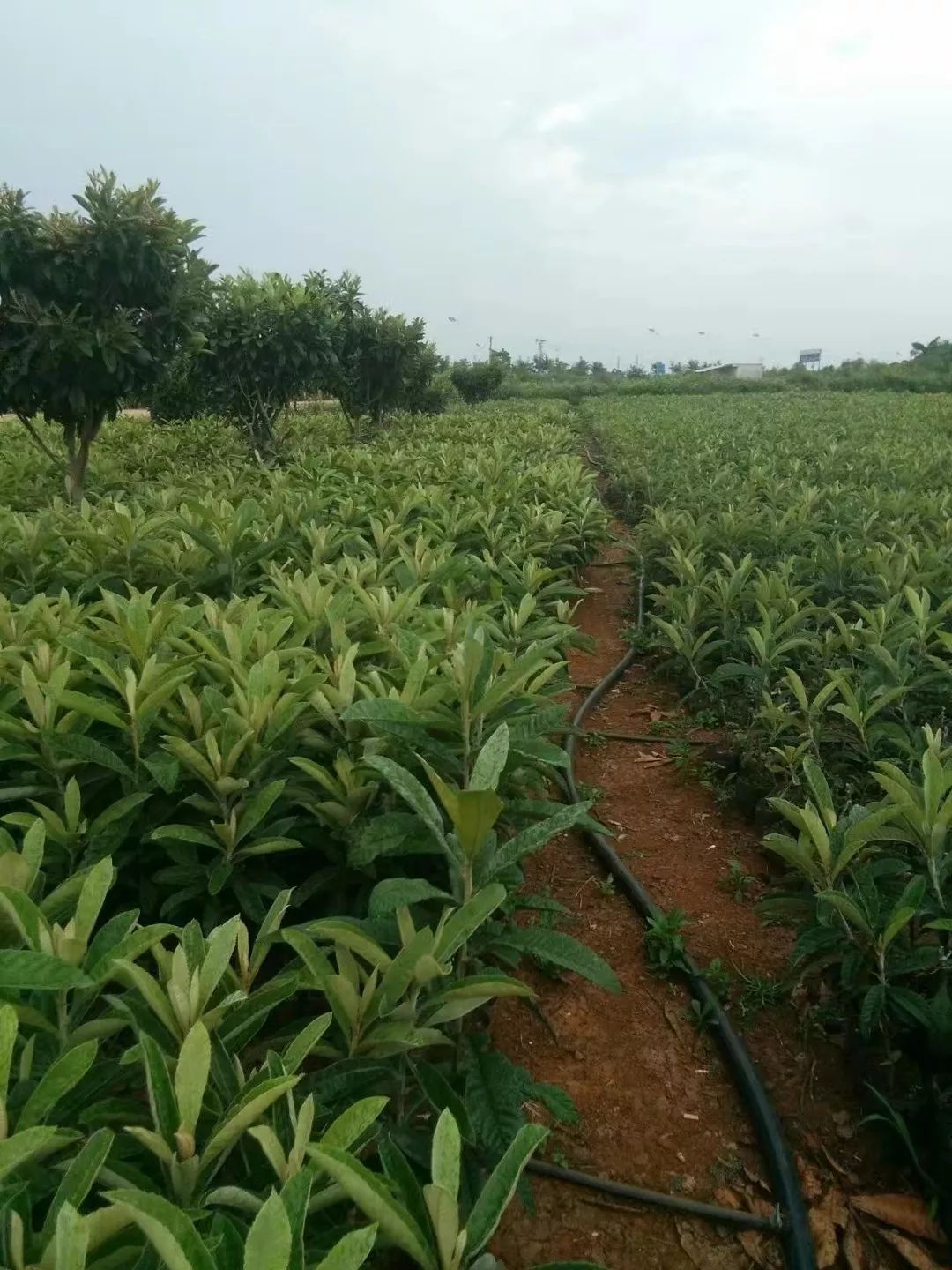 种植烤烟赚钱吗_种植烤烟的利润_烤烟种植致富能手