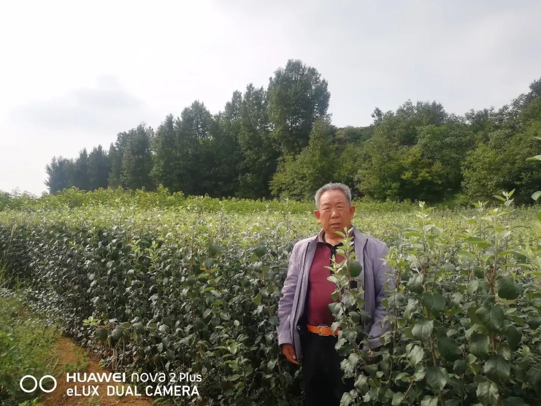 种植烤烟的利润_烤烟种植致富能手_种植烤烟赚钱吗