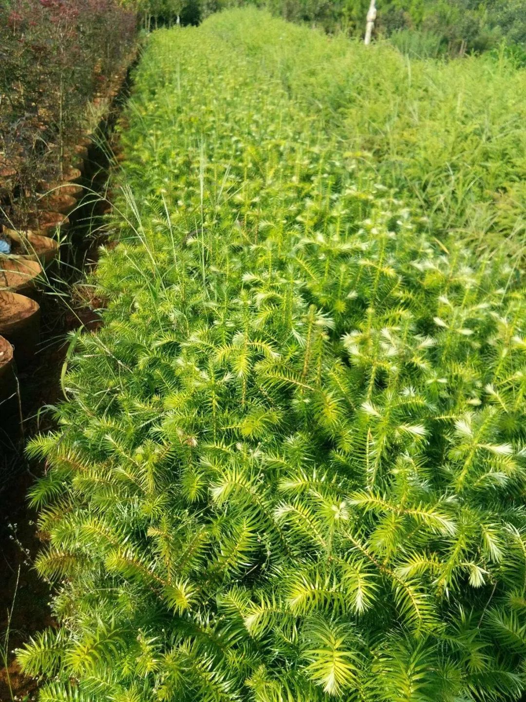 种植烤烟的利润_种植烤烟赚钱吗_烤烟种植致富能手