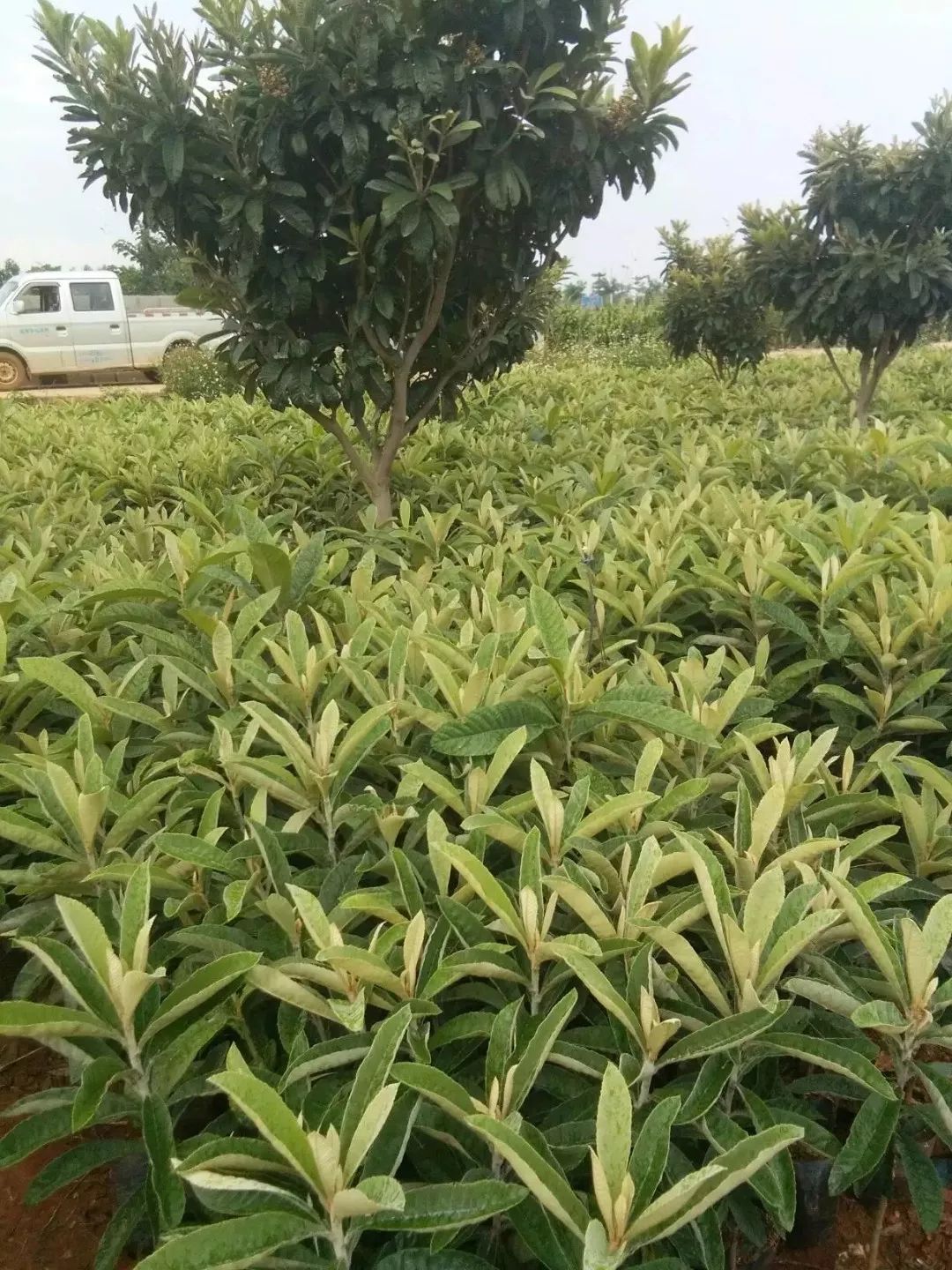 烤烟种植致富能手_种植烤烟的利润_种植烤烟赚钱吗