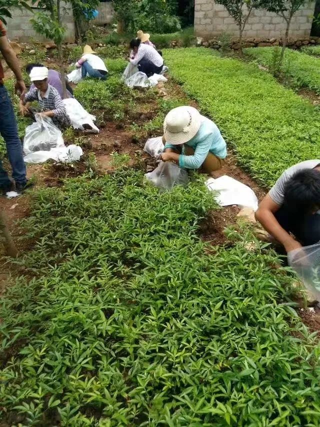 烤烟种植致富能手_种植烤烟赚钱吗_种植烤烟的利润