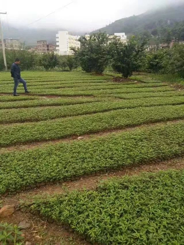 种植烤烟的利润_烤烟种植致富能手_种植烤烟赚钱吗