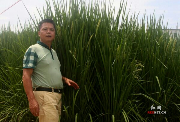 怎样种植谷子高产_谷子种植致富秘诀_种植谷子技术