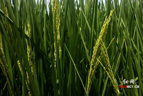 种植谷子技术_谷子种植致富秘诀_怎样种植谷子高产