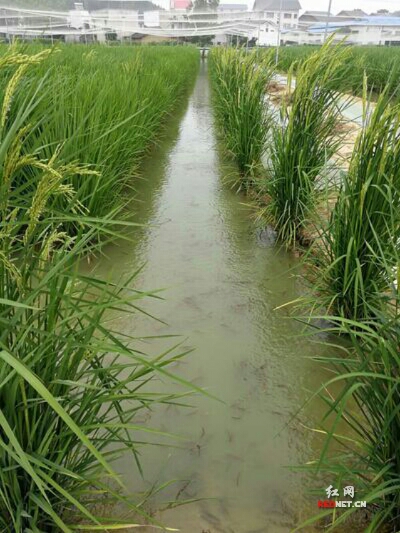 种植谷子技术_谷子种植致富秘诀_怎样种植谷子高产