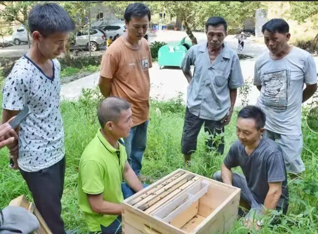 《蜜蜂养殖技术》_蜜蜂养殖技术视频播放_蜜蜂养殖技术培训学校